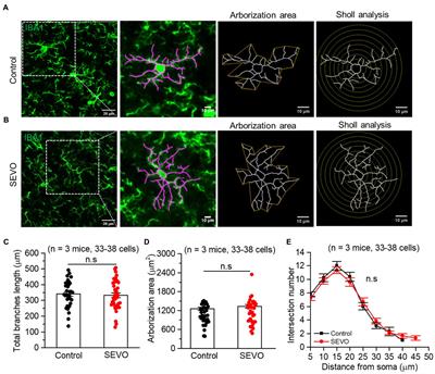 Prolonged exposure of neonatal mice to sevoflurane leads to hyper-ramification in microglia, reduced contacts between microglia and synapses, and defects in adult behavior